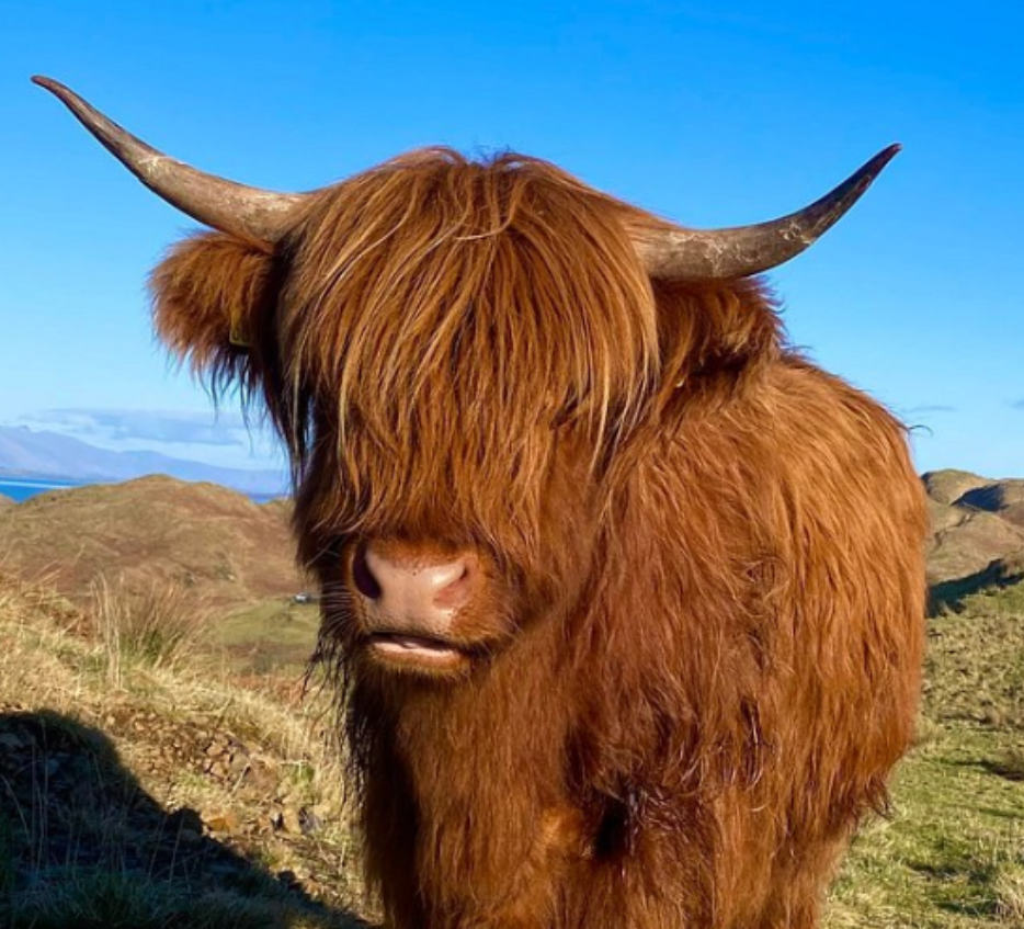 highland cow