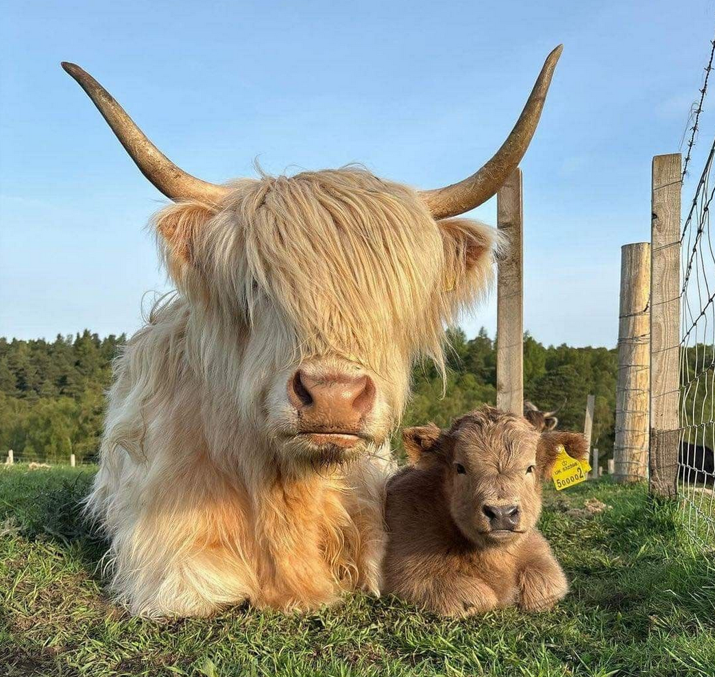 highland cow and calf