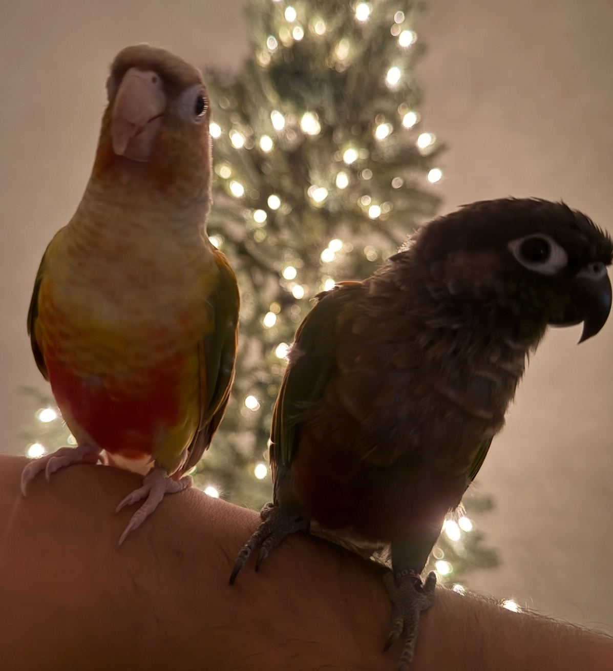 milo and mango